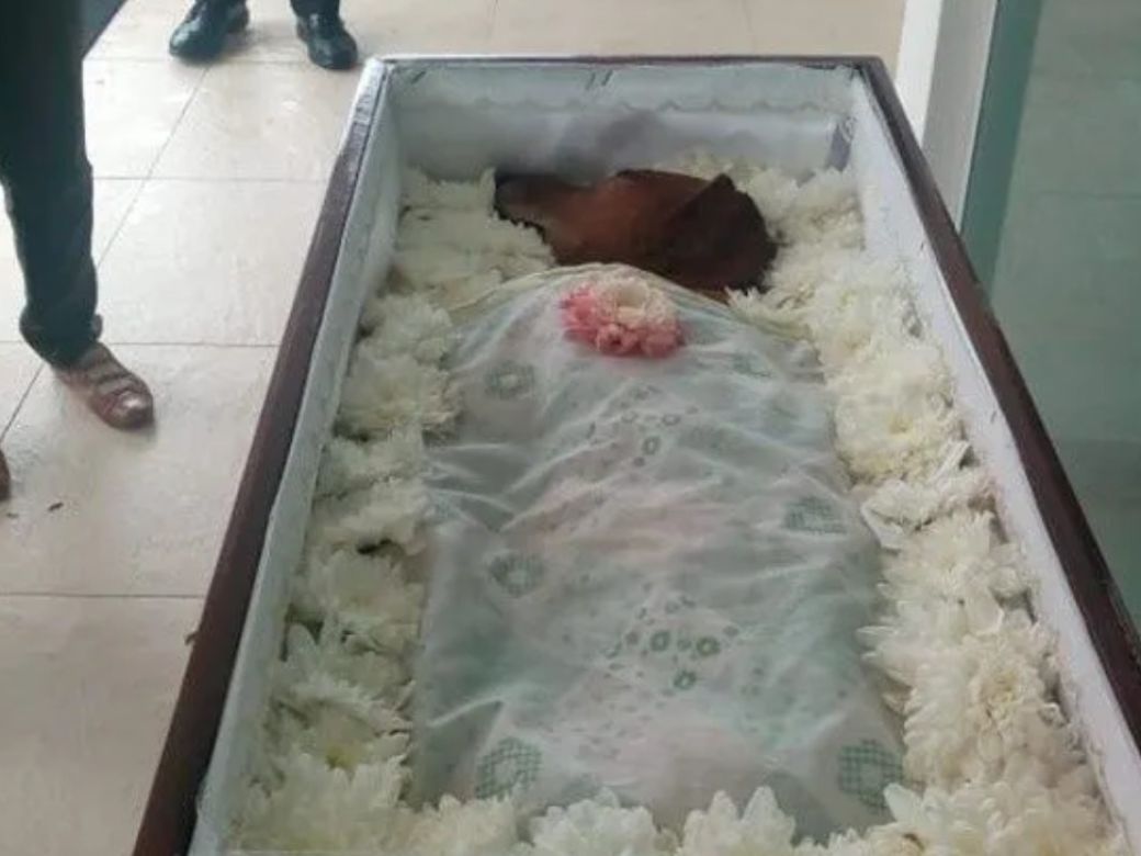 Por qué es esencial elegir el ataúd adecuado para tu querida mascota Por qué es esencial elegir el ataúd adecuado para tu querida mascota